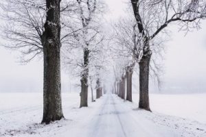 Read more about the article Tips on Winter Tree Care