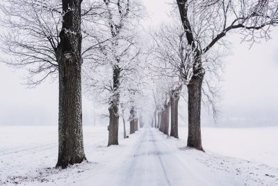 You are currently viewing Tips on Winter Tree Care